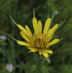 Tragopogon dubius (Goatsbeard) at Conder, ACT - 1 Feb 2022 by michaelb