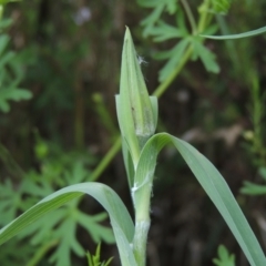 Tragopogon dubius at Conder, ACT - 2 Feb 2022