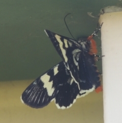 Phalaenoides glycinae (Grapevine Moth) at Pollinator-friendly garden Conder - 9 Dec 2021 by michaelb