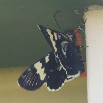 Phalaenoides glycinae (Grapevine Moth) at Conder, ACT - 9 Dec 2021 by michaelb