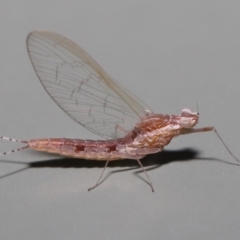 Baetidae sp. (family) (A mayfly) at Wellington Point, QLD - 1 Mar 2022 by TimL