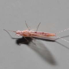 Baetidae sp. (family) at Wellington Point, QLD - suppressed