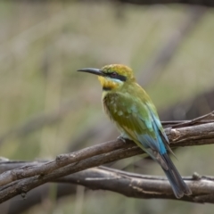 Merops ornatus at Bellmount Forest, NSW - 6 Mar 2022