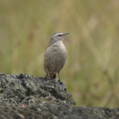 Climacteris picumnus (Brown Treecreeper) at Bellmount Forest, NSW - 6 Mar 2022 by trevsci