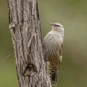 Climacteris picumnus victoriae at Bellmount Forest, NSW - 6 Mar 2022