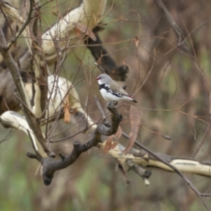 Stagonopleura guttata at Bellmount Forest, NSW - 6 Mar 2022