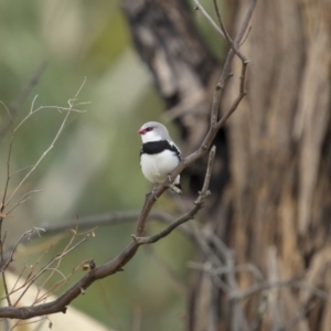 Stagonopleura guttata at Bellmount Forest, NSW - suppressed