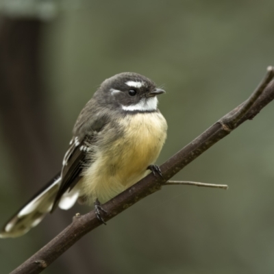 Rhipidura albiscapa (Grey Fantail) at Yass River, NSW - 6 Mar 2022 by trevsci