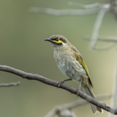 Caligavis chrysops (Yellow-faced Honeyeater) at Yass River, NSW - 6 Mar 2022 by trevsci