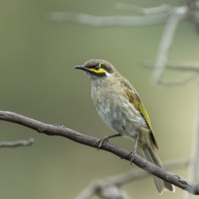 Caligavis chrysops (Yellow-faced Honeyeater) at Yass River, NSW - 6 Mar 2022 by trevsci