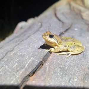 Litoria verreauxii verreauxii at Throsby, ACT - 7 Mar 2022 10:28 PM