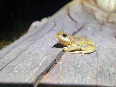 Litoria verreauxii verreauxii (Whistling Tree-frog) at Throsby, ACT - 7 Mar 2022 by brittbrockers