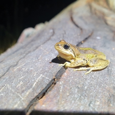 Litoria verreauxii verreauxii (Whistling Tree-frog) at Throsby, ACT - 7 Mar 2022 by brittbrockers