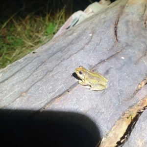 Litoria verreauxii verreauxii at Throsby, ACT - 7 Mar 2022 10:28 PM