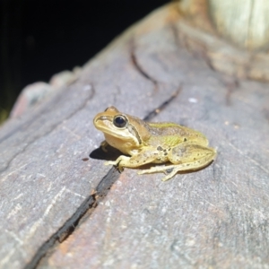 Litoria verreauxii verreauxii at Throsby, ACT - 7 Mar 2022 10:28 PM