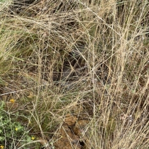 Pseudonaja textilis at Ainslie, ACT - 8 Mar 2022 02:15 PM