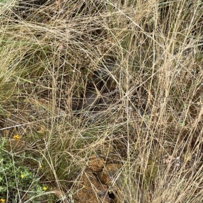 Pseudonaja textilis (Eastern Brown Snake) at Mount Ainslie - 8 Mar 2022 by AWH