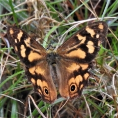 Heteronympha banksii (Banks' Brown) at Paddys River, ACT - 8 Mar 2022 by JohnBundock