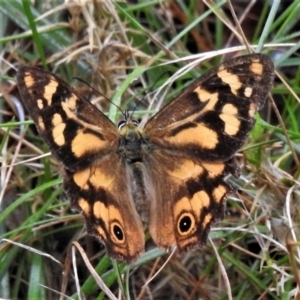 Heteronympha banksii at Paddys River, ACT - 8 Mar 2022