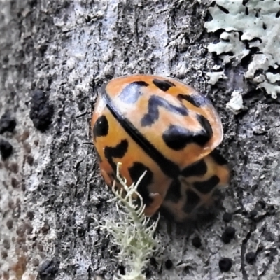 Cleobora mellyi (Southern Ladybird) at Paddys River, ACT - 8 Mar 2022 by JohnBundock