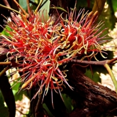 Amyema (genus) (Mistletoe) at Crooked Corner, NSW - 5 Jan 2022 by Milly