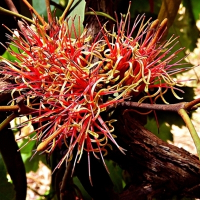 Amyema (genus) (Mistletoe) at Crooked Corner, NSW - 5 Jan 2022 by Milly