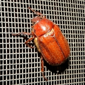 Antitrogus morbillosus at Crooked Corner, NSW - 4 Jan 2022