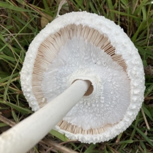 Macrolepiota dolichaula at Watson, ACT - 6 Mar 2022