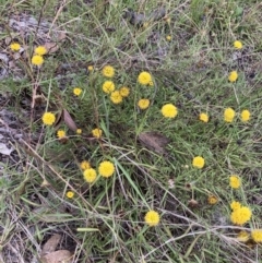 Rutidosis leptorhynchoides (Button Wrinklewort) at The Fair, Watson - 7 Mar 2022 by waltraud