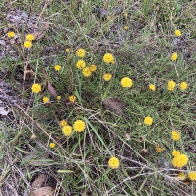 Rutidosis leptorhynchoides (Button Wrinklewort) at The Fair, Watson - 7 Mar 2022 by waltraud