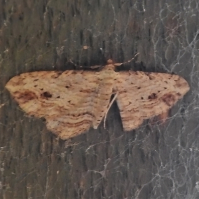 Chloroclystis filata (Filata Moth, Australian Pug Moth) at Tidbinbilla Nature Reserve - 8 Mar 2022 by JohnBundock