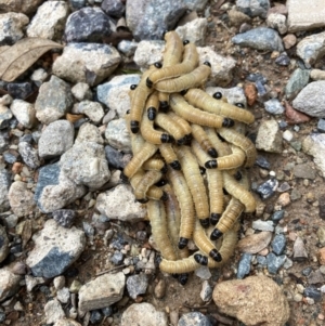 Perginae sp. (subfamily) at Watson, ACT - 6 Mar 2022