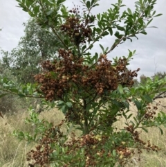 Bursaria spinosa (Native Blackthorn, Sweet Bursaria) at The Fair, Watson - 7 Mar 2022 by waltraud