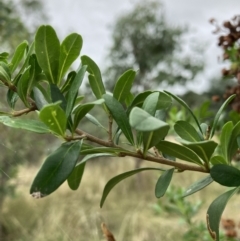 Bursaria spinosa at Watson, ACT - 7 Mar 2022