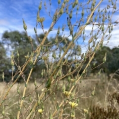 Lactuca serriola (Prickly Lettuce) at Watson, ACT - 6 Mar 2022 by waltraud