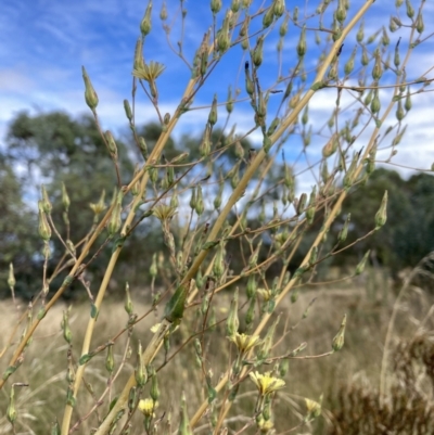 Lactuca serriola (Prickly Lettuce) at The Fair, Watson - 6 Mar 2022 by waltraud