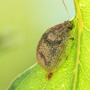 Paropsis charybdis at Googong, NSW - 4 Mar 2022