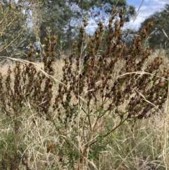 Hypericum perforatum (St John's Wort) at Watson, ACT - 7 Mar 2022 by waltraud