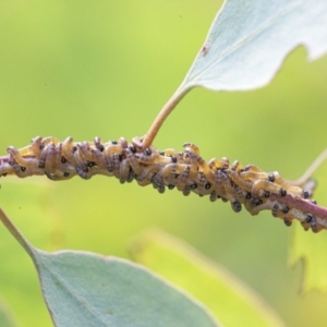 Pseudoperga lewisii at Googong, NSW - 6 Mar 2022