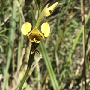 Diuris sulphurea at Ainslie, ACT - 27 Oct 2021