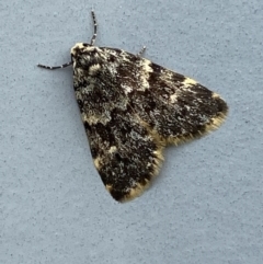 Halone coryphoea (Eastern Halone moth) at Burra, NSW - 8 Mar 2022 by Steve_Bok