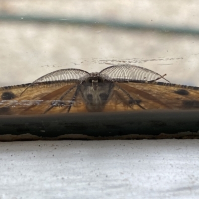 Scioglyptis lyciaria (White-patch Bark Moth) at Mawson, ACT - 8 Mar 2022 by Lindell