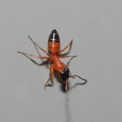 Opisthopsis sp. (genus) (Strobe ants) at Wellington Point, QLD - 1 Mar 2022 by TimL