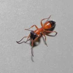 Opisthopsis sp. (genus) at Wellington Point, QLD - suppressed