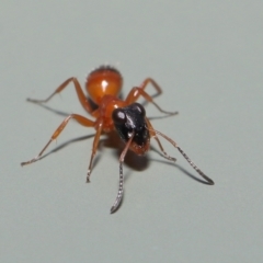 Opisthopsis sp. (genus) at Wellington Point, QLD - suppressed