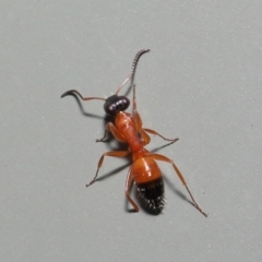 Opisthopsis sp. (genus) at Wellington Point, QLD - suppressed