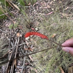 Capusa sp.(genus) (A Wedge moth) at Tennent, ACT - 4 Mar 2022 by SimoneC