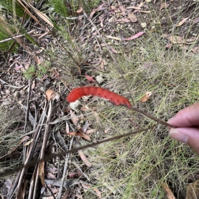 Capusa sp.(genus) (A Wedge moth) at Tennent, ACT - 4 Mar 2022 by SimoneC