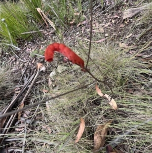 Capusa sp.(genus) at Tennent, ACT - 4 Mar 2022