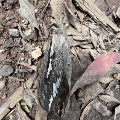 Abantiades labyrinthicus (Labyrinthine Ghost Moth) at Tennent, ACT - 4 Mar 2022 by SimoneC